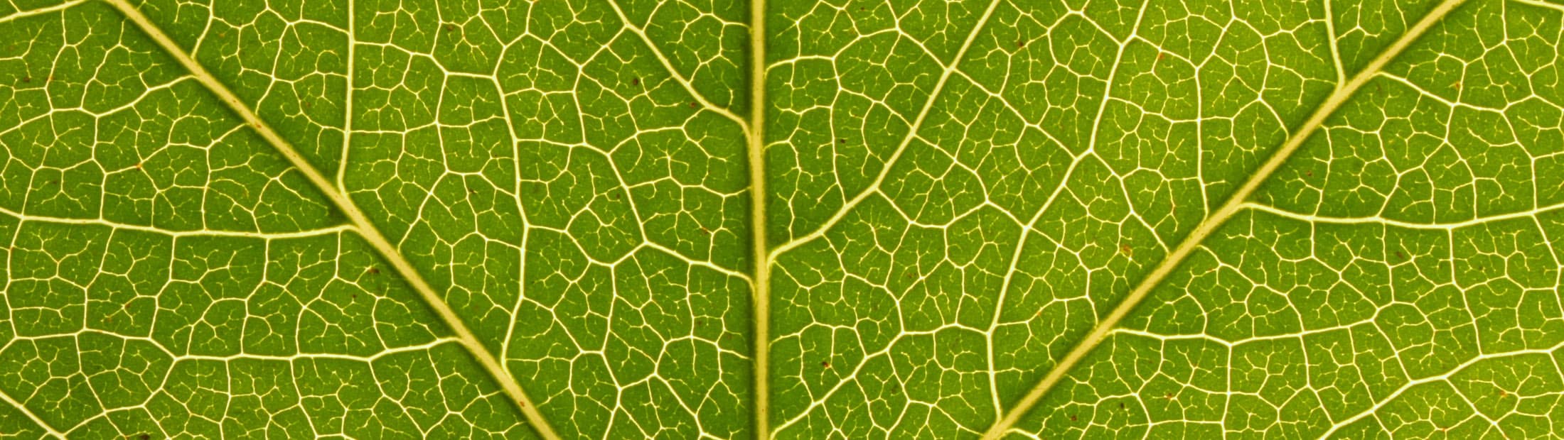 Environmental leaf fractal.