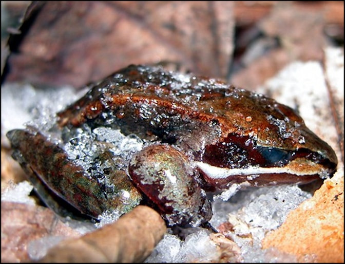 A frozen wood frog