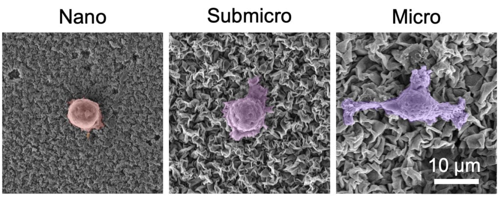 Three side-by-side panels show what human immune cells look like when interacting with ceramic coatings with various groove sizes. On the left, the grooves are barely noticeable and the cell is mostly spherical. On the right, the groves are large and deep, and the cell has three lobed appendages; one on the topmost side and the others to the left and right sides. In the middle, a cell that has spread out over intermediate sized grooves and it resembles a fried egg.