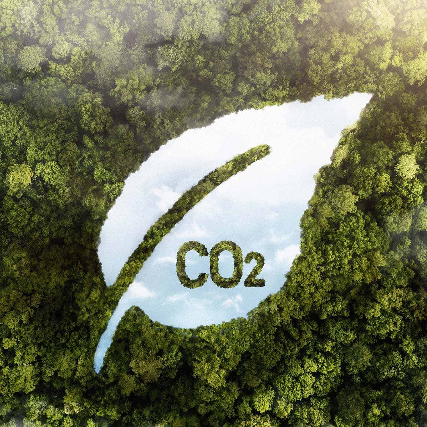 Image by freepik View of green forest trees with co2