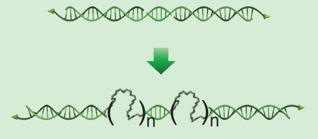 At the top of the image is a conventional, rigid DNA linker, which looks like the usual DNA double helix. Beneath the rigid linker is a green arrow, which points to a modified, flexible linker. The flexible linker looks like a jagged tube (which represents the spacer molecule) was placed inside the double helix at two locations. Parentheses mark the boundaries of the spacer molecule. The letter n follows each closing parenthesis and indicates that the spacer molecule can be repeated several times.