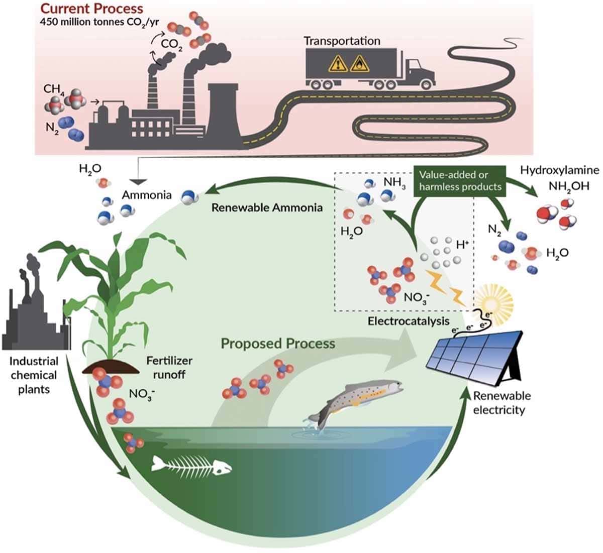 This image compares two processes for producing ammonia (NH₃). Current Process: The Haber-Bosch process is depicted in the top section. It shows the combination of nitrogen (N₂) and methane (CH₄) to form ammonia. This process generates significant carbon dioxide (CO₂) emissions, around 450 million tonnes per year. The ammonia is then transported to its destination. Proposed Process: The lower section illustrates a greener alternative. Fertilizer runoff from plants, represented as nitrate (NO₃⁻) pollution, is captured from water. Renewable electricity, from solar power, drives an electrocatalytic process to convert nitrate into ammonia (NH₃) or other useful or harmless products like hydroxylamine (NH₂OH) and nitrogen gas (N₂), with the potential to recycle ammonia for further use as fertilizer. This closed-loop system minimizes pollution and reduces CO₂ emissions. The figure highlights the shift from a CO₂-intensive method to an environmentally sustainable, renewable process.